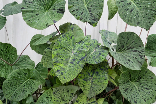 Mojito Colocasia Live Plant, 6–10 Inch Tall, 3 Inch Pot, Variegated Elephant Ear, Tropical Aroid Foliage Plant