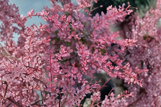Rose Glow Japanese Barberry Live Plant, 1 Quart Pot, Berberis thunbergii Rose Glow, Variegated Burgundy Landscape Shrub