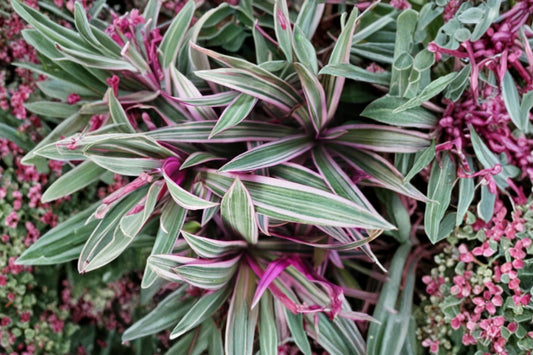 Tricolor Rhoeo Live Plant, 3 Inch Pot, Tradescantia spathacea Variegated, Moses in the Cradle, Pink Green Tropical Houseplant