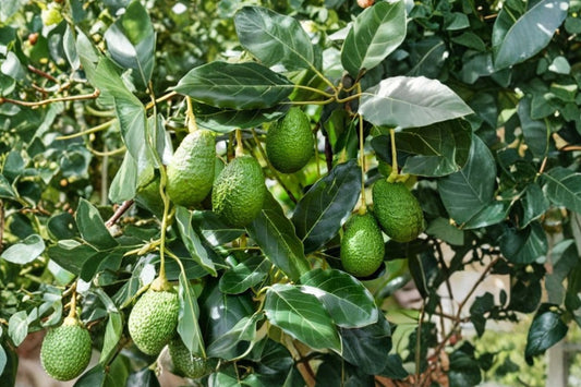 Hass Avocado Live Tree Seedling, 12–15+ Inch Tall, Persea americana, Tropical Fruit Tree Starter Plant