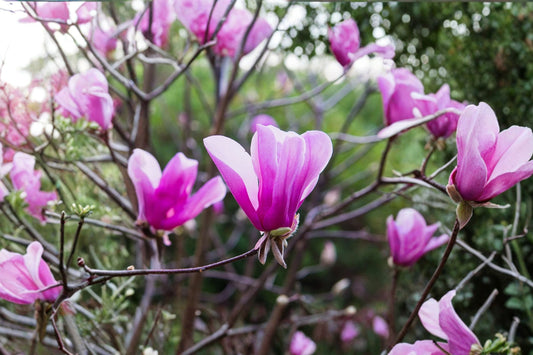 Ann Magnolia Live Plant, 3 Inch Pot, Magnolia Ann Flowering Tree, Purple Pink Spring Blooming Deciduous Shrub