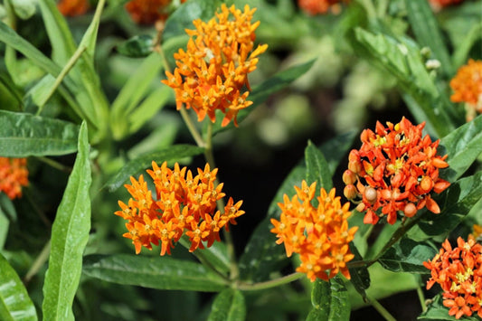 2 Butterfly Milkweed Live Plants, 4–9 Inch Tall, Asclepias tuberosa, Native Butterfly Weed, Monarch Pollinator Perennial