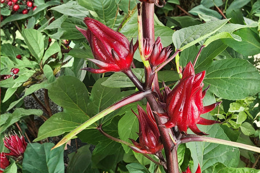 Roselle Hibiscus Live Plant in Pot, Hibiscus sabdariffa, Red Sorrel Jamaica Tea Plant, Tropical Edible Garden Herb