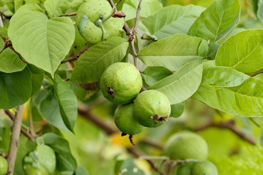 Pink Pear Guava Live Tree, 4.5 Inch Pot, Psidium guajava Tropical Fruit Plant, Sweet Pink Guava Garden Starter