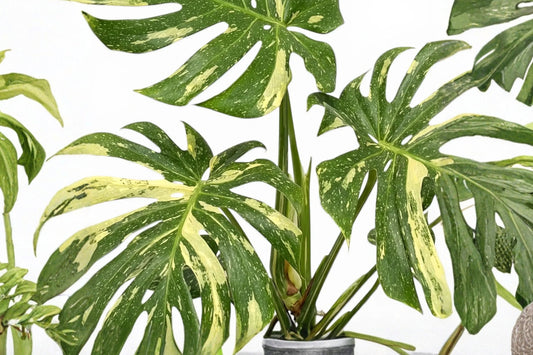 Monstera Thai Constellation Live Plant, 4 Inch Pot, Variegated Monstera deliciosa, Cream Speckled Tropical Aroid Houseplant