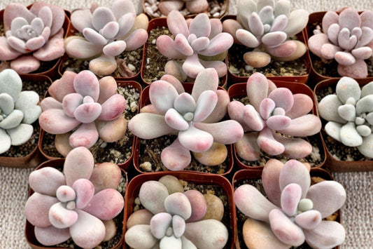 Pink Moonstone Succulent Live Plant, 4 Inch Pot, Pachyphytum oviferum, Pastel Pink Collector Succulent Houseplant