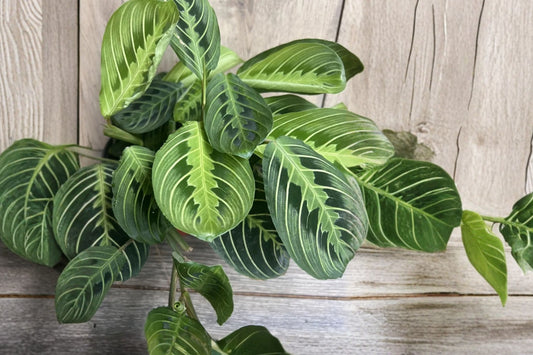 Prayer Plant Live Houseplant, 4 Inch Pot, Maranta Indoor Plant, Colorful Tropical Foliage Plant