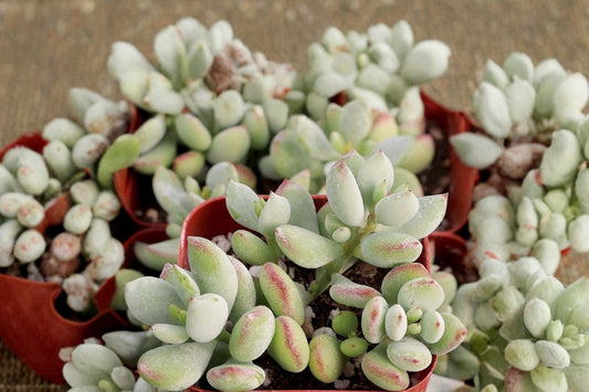Cotyledon Pendens Live Succulent, 1 Plant, 2 Inch Pot, Trailing Hanging Succulent, Collector Succulent Plant