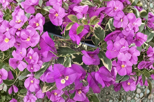 Purple Dragon Bougainvillea Live Plant, Small Rooted Starter Plug, Purple Variegated Bougainvillea, Tropical Patio Plant
