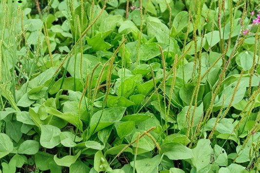 2 Broadleaf Plantain Live Plants, 4 Inch Pot, Plantago major, Llanten Plant, Perennial Herb Garden Plant