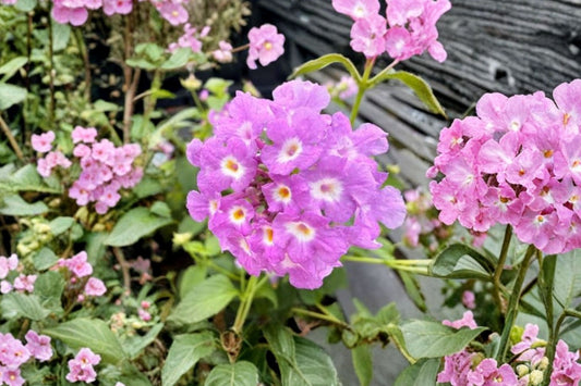 Trailing Lavender Lantana Live Plant, 4 Inch Starter, No Pot, Purple Flowering Groundcover, Pollinator Garden Plant