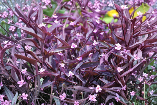 2 Purple Heart Live Plants, 4–6 Inch Tall, No Pot, Tradescantia pallida, Purple Queen Trailing Foliage Plant