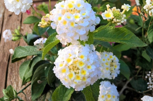 Trailing White Lantana Live Plant, 4 Inch Starter, No Pot, White Flowering Groundcover, Butterfly Pollinator Garden Plant