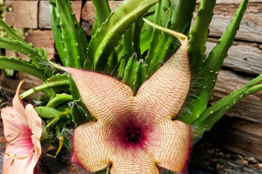 Stapelia gigantea Live Rooted Plant, Giant Starfish Flower, Carrion Flower Succulent, Unusual Collector Plant