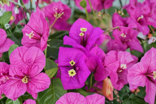 Red Purple Bougainvillea Live Plant, 4 Inch Pot, Tropical Flowering Shrub, Colorful Patio Container Plant