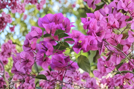 3 Elizabeth Angus Bougainvillea Live Plants, 4–6 Inch Tall, No Pot, Purple Flowering Tropical Vine