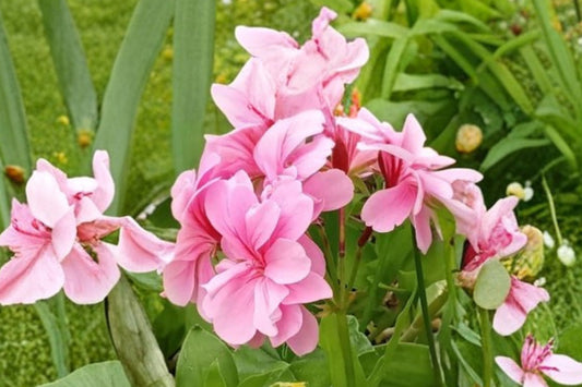 4 Lavender Pink Pepper Scented Geranium Cuttings, 6 Inch Pelargonium Live Plant Cuttings, Fragrant Geranium