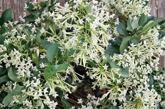 2 Night Blooming Jasmine Live Plants, 4–6 Inch Tall, No Pot, Cestrum nocturnum, Fragrant Tropical Shrub