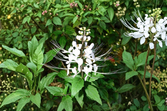 2 White Cat Whiskers Live Plants, 4–6 Inch Tall Starter Plants, Orthosiphon aristatus, White Flowering Tropical Plant