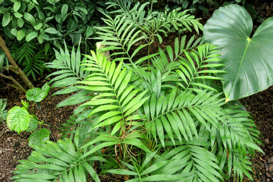 3 Parlor Palm Live Rooted Starts, Bare Root No Pot, Chamaedorea elegans, Indoor Tropical Houseplant