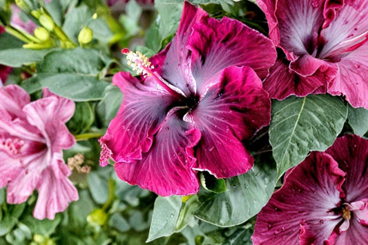Madagascar Hibiscus Live Starter Plant, Hibiscus moscheutos, Hardy Mallow Flowering Perennial, Malvaceae Garden Plant