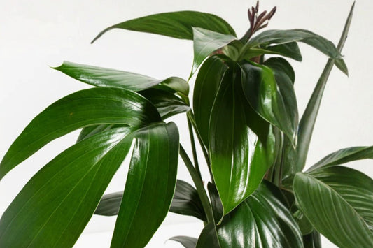 Dragon Tail Rhaphidophora Live Plant, 4 Inch Pot, Rhaphidophora decursiva, Climbing Tropical Aroid Houseplant