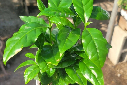Arabica Coffee Live Plant, 4 Inch Pot, Coffea arabica, Arabian Coffee Tree, Tropical Indoor Houseplant