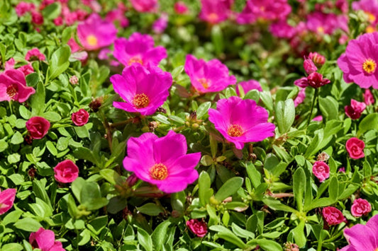 2 Samba Pink Portulaca Live Plants, 4–6 Inch Tall, No Pot, Pink Flowering Succulent Groundcover, Moss Rose