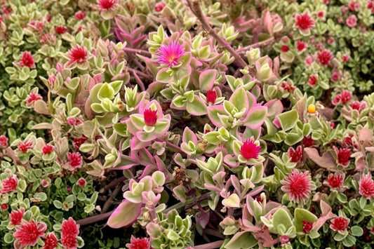 2 Variegated Aptenia Live Plants, 4–6 Inch, No Pot, Trailing Succulent Groundcover, Variegated Baby Sun Rose