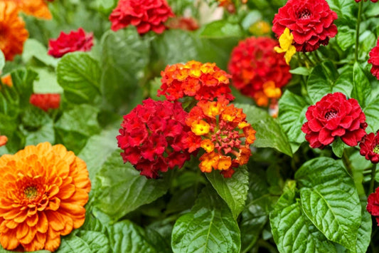 Red Lantana Live Plant, 4 Inch Starter, No Pot, Red Flowering Shrub, Butterfly Pollinator Patio Garden Plant