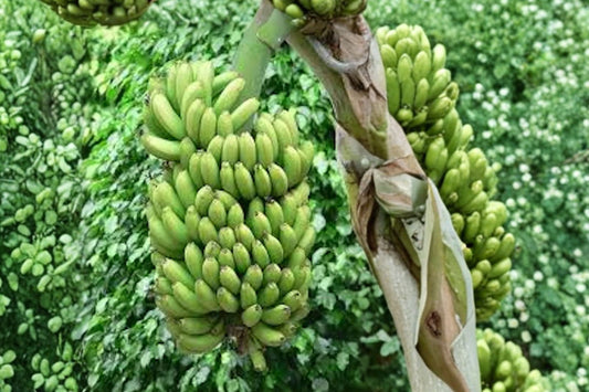 Double Mahoi Banana Live Plant, Dwarf Musa Starter Plug, Tropical Fruit Plant, Patio Container Banana Plant