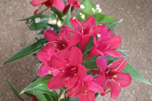 2 Red Weigela Live Plants, 6–12 Inch Tall, 4 Inch Pots, Red Flowering Shrubs, Pollinator Garden Plants