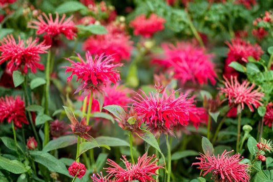 Mahogany Bee Balm Live Plant, Monarda didyma, Red Flowering Perennial, Hummingbird Pollinator Garden Plant