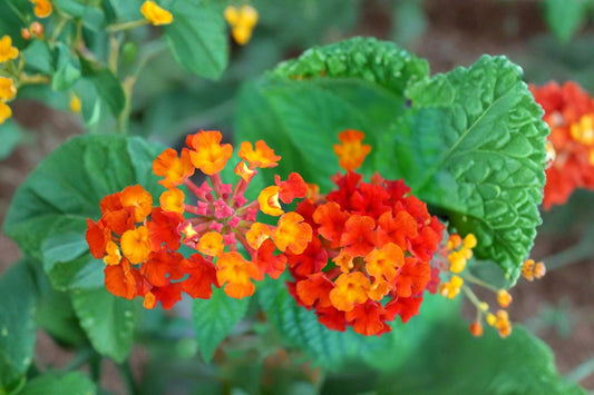 2 Dallas Red Lantana Live Plants, 4–6 Inch Tall, No Pot, Red Flowering Shrub, Butterfly Pollinator Plant