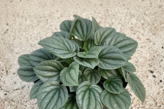 Peperomia Frost Live Plant, 4 Inch Pot, Silver Radiator Plant, Peperomia caperata, Tropical Indoor Houseplant