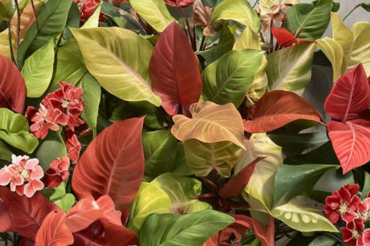 McColley’s Finale Philodendron Live Plant, 4 Inch Pot, Colorful Tropical Aroid, Indoor Foliage Houseplant