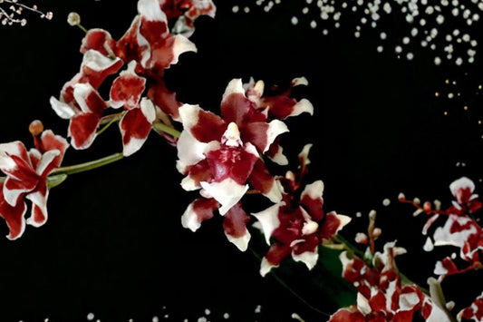 Oncidium Sharry Baby ‘Sweet Fragrance’ Live Orchid Plant, Fragrant Chocolate Scented Orchid, Collector Tropical Orchid