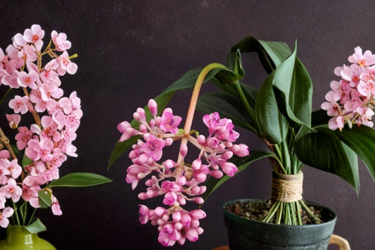 Medinilla myriantha Live Plant, Malaysian Grapes, Malaysian Orchid Tropical Flowering Plant, Rare Exotic Houseplant