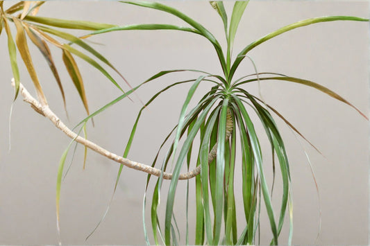 3 Dracaena Marginata Cuttings, Madagascar Dragon Tree Live Cuttings, Hawaii Grown Tropical Houseplant Propagation