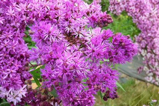 3 Ironweed Live Plants, Bare Root Flowering Perennials, Vernonia Native Pollinator Plants, Purple Butterfly Garden Flowers