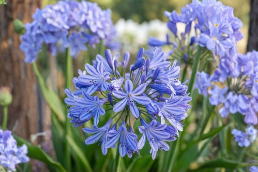 African Blue Agapanthus Live Plant, 6–8 Inch Tall, No Pot, Blue Lily of the Nile Flowering Perennial