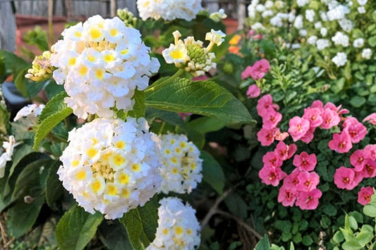 2 Trailing White Lantana Live Plants, 4–6 Inch Tall, No Pot, White Flowering Groundcover, Butterfly Pollinator Plants