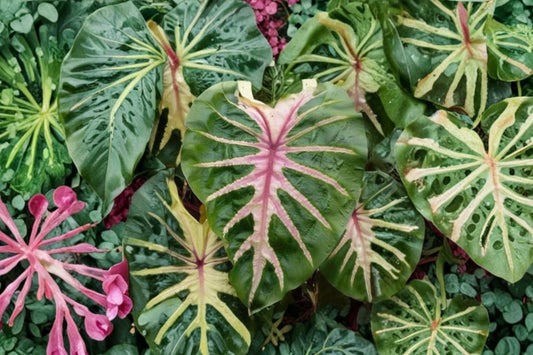 Waikiki Elephant Ear Live Plant, Colocasia esculenta Waikiki, Variegated Tropical Aroid, Pink Green Foliage Plant