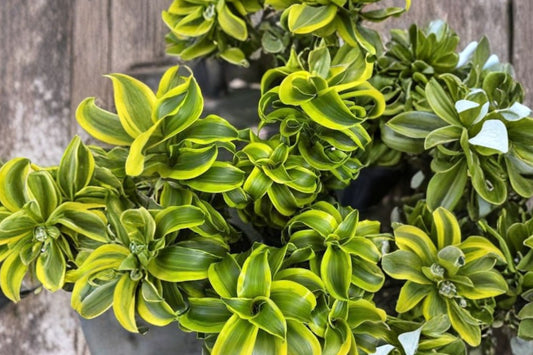 Dracaena Tornado Live Plant, 4 Inch Pot, Curly Dracaena fragrans, Spiral Foliage Tropical Indoor Houseplant