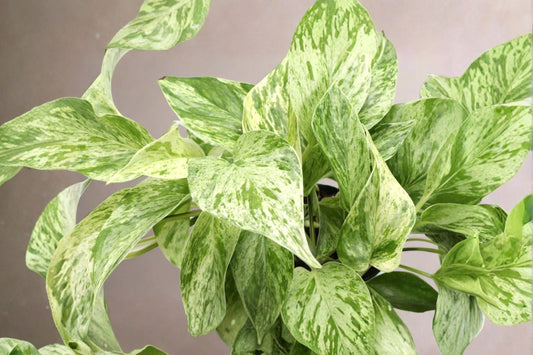 Marble Queen Pothos Live Plant, 4 Inch Pot, Well Rooted Epipremnum aureum, Variegated Trailing Indoor Houseplant