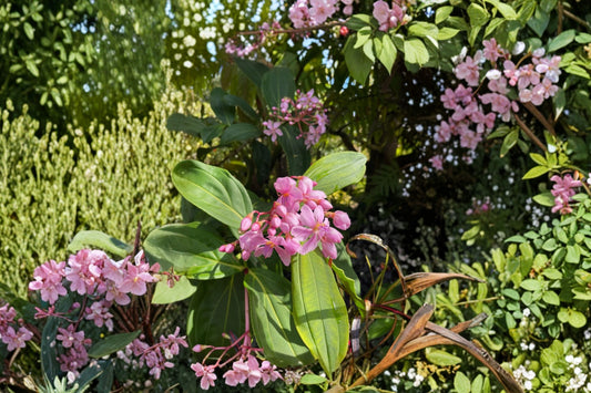 Medinilla apoensis ‘Philippine Pink’ Live Plant, Pink Flowering Tropical Houseplant, Rare Collector Plant