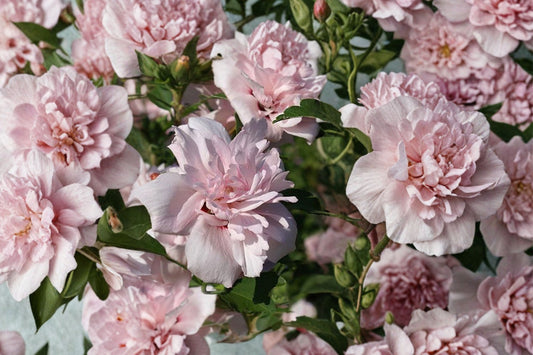 Blushing Bride Rose of Sharon Live Plant, 1 Quart Pot, Hibiscus syriacus Flowering Shrub, Pink Double Hibiscus