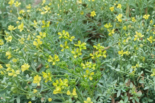 Rue Live Plant Starter Clump, Multiple Ruta graveolens Seedlings, Herb Garden Plants, Ready to Transplant