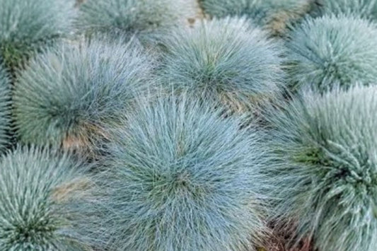 Elijah Blue Fescue Live Plant, Festuca glauca, Blue Ornamental Grass Starter, Drought Tolerant Landscape Perennial