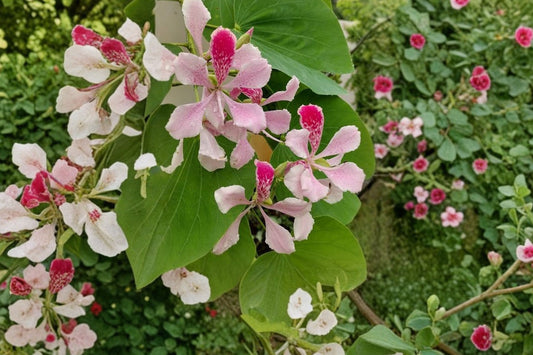 Orchid Tree Live Plant, 4 Inch Cell Starter, Bauhinia Flowering Tree, Tropical Ornamental Garden Plant